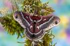 Silk moth on mossy branch. Art Print